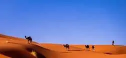 Scenic view of camels in the Sahara Desert, Morocco