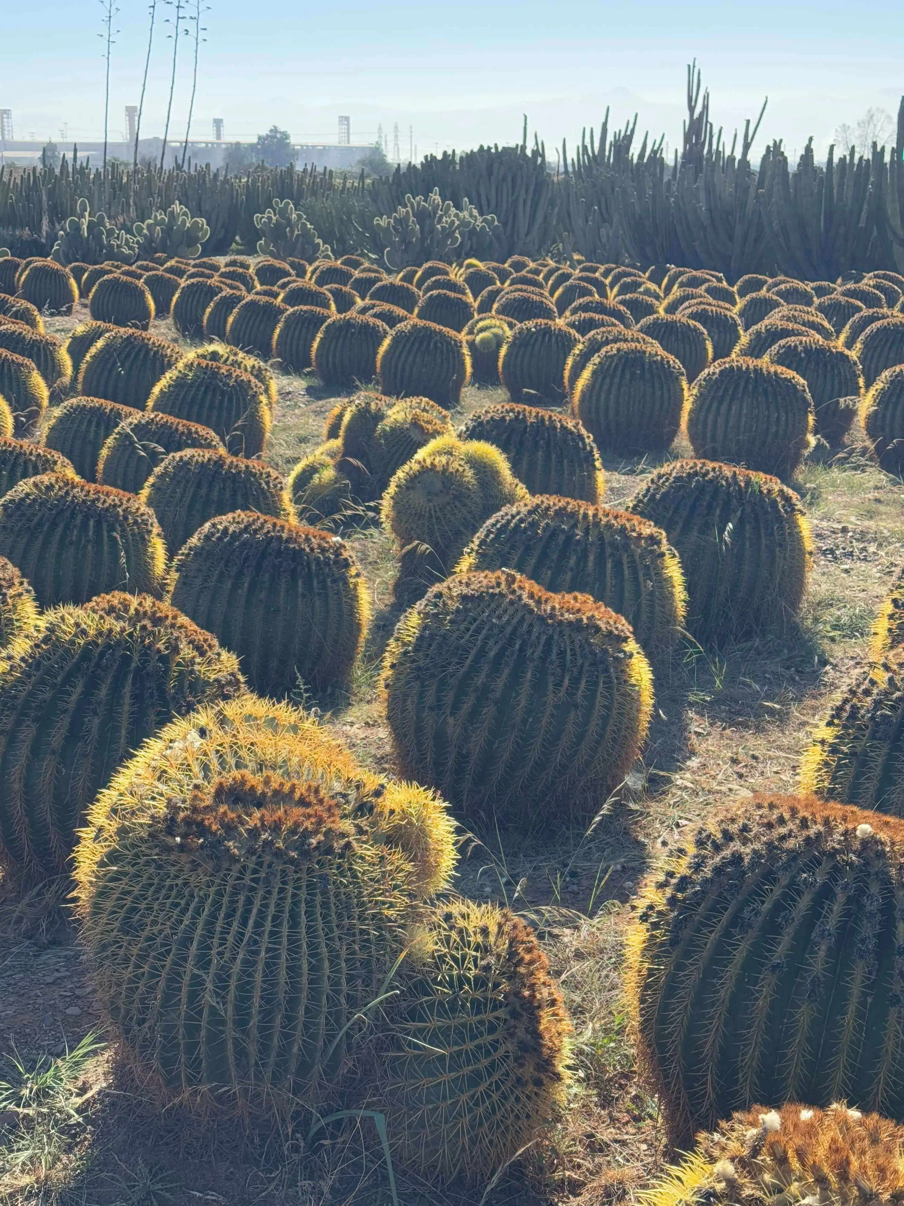 Golden barrel cacti densely planted in rows under morning sunlight at Thiemann Cactus Garden near Marrakech, with tall cacti and faint mountains in the background.